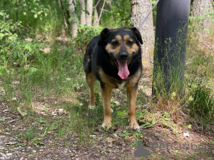 Photo №2 de l'annonce № 144343 de la vente chien bâtard - acheter à Fédération de Russie annonce privée