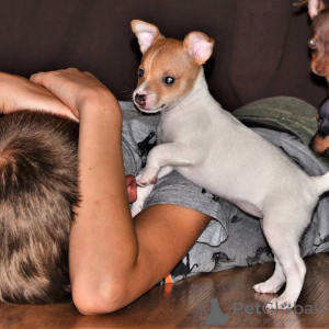 Photo №3. Chiot fox terrier jouet. Fédération de Russie