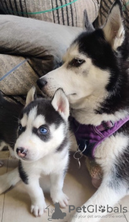 Photo №1. husky de sibérie - à vendre en ville de Helsinki | négocié | Annonce №108676