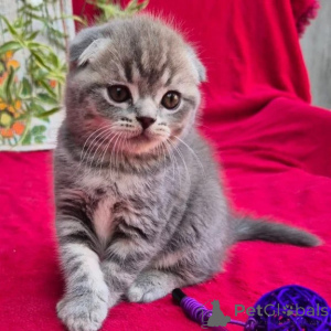 Photo №1. scottish fold - à vendre en ville de Beiersdorf | 350€ | Annonce № 177745