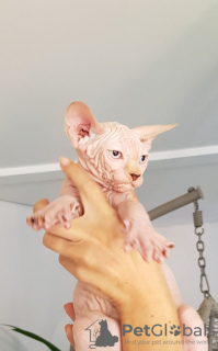 Photo №1. sphynx - à vendre en ville de Berlin | 550€ | Annonce № 127492