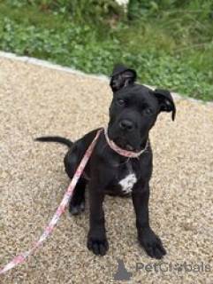 Photo №1. cane corso - à vendre en ville de Allison | négocié | Annonce №168839