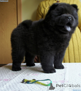 Photo №4. Je vais vendre chow-chow en ville de Lidköping. annonce privée, éleveur - prix - 850€