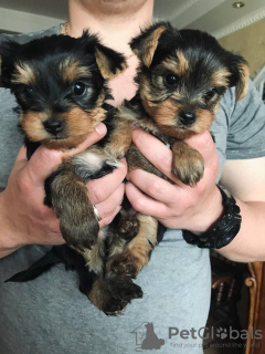 Photos supplémentaires: Yorkshire Terrier