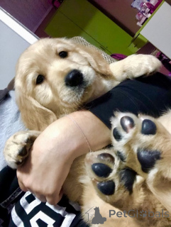 Photo №1. golden retriever - à vendre en ville de Kovilj | négocié | Annonce №159672