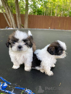 Photo №1. shih tzu - à vendre en ville de Berlin | Gratuit | Annonce №126239