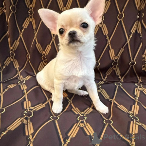 Photo №1. chihuahua - à vendre en ville de Jena | négocié | Annonce №152893