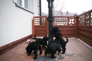 Photos supplémentaires: Schnauzer moyen chiots de pedigree FCI noir