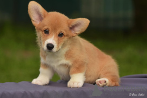 Photo №4. Je vais vendre welsh corgi en ville de Моршанск. annonce privée, éleveur - prix - Gratuit