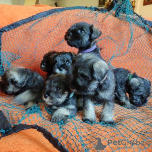 Photos supplémentaires: Chiots Schnauzer nain