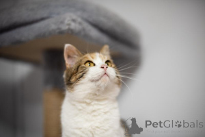 Photo №4. Je vais vendre  en ville de Khimki. de l'abri - prix - Gratuit