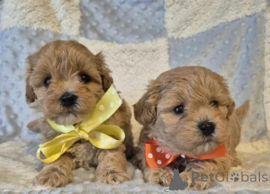 Photo №1. caniche (jouet) - à vendre en ville de Achaern | négocié | Annonce №176171