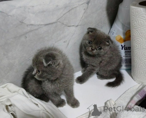 Photo №1. scottish fold - à vendre en ville de Séville | négocié | Annonce № 176401