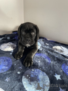 Photo №3. Cane Corso Junge Zu Verkaufen. Allemagne