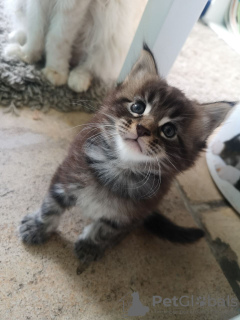 Photo №3. De jolis chatons Maine Coon à vendre près de chez vous. Pays Bas