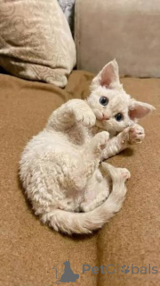 Photo №2 de l'annonce № 173294 de la vente devon rex - acheter à Pologne annonce privée, éleveur