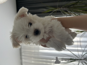 Photo №1. bichon maltais - à vendre en ville de Grodno | 250€ | Annonce №172399