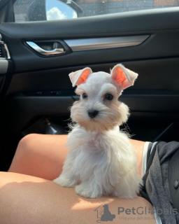 Photo №1. schnauzer miniature - à vendre en ville de Varsovie | négocié | Annonce №121848