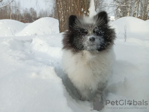 Photos supplémentaires: Spitz allemand, petite fille