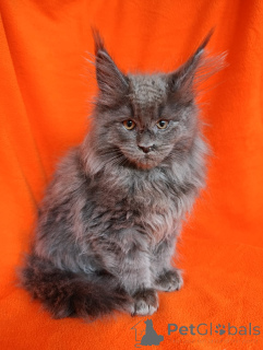 Photos supplémentaires: Un garçon de chaton chic