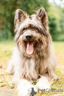 Photos supplémentaires: Un beau chien entre de bonnes mains.