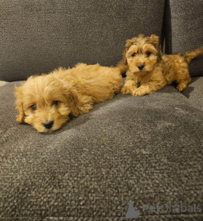 Photo №4. Je vais vendre cocker spaniel anglais en ville de Bleialf. annonce privée - prix - 380€