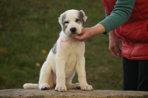 Photos supplémentaires: Chiot berger blanc asie fille tigre blanc