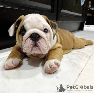 Photo №1. bulldog anglais - à vendre en ville de Plovdiv | négocié | Annonce №104721