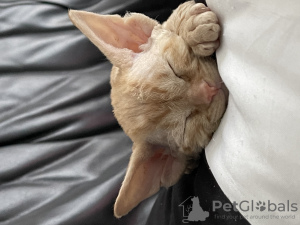 Photos supplémentaires: Chatons Devon Rex