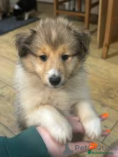 Photo №2 de l'annonce № 169379 de la vente shetland (chien) - acheter à La finlande annonce privée, éleveur