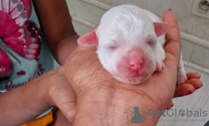 Photo №1. bichon à poil frisé - à vendre en ville de Paris | 800€ | Annonce №53287