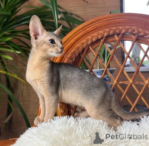 Photo №1. abyssin - à vendre en ville de Herzogenrath | 350€ | Annonce № 178148