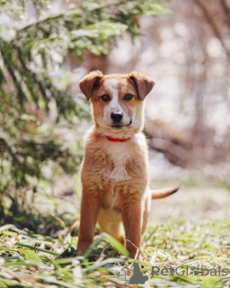 Photo №1. chien bâtard - à vendre en ville de Moskova | Gratuit | Annonce №167146