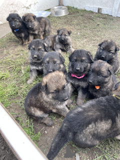 Photo №1.  - à vendre en ville de Long Beach | Gratuit | Annonce №139136