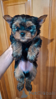 Photo №2 de l'annonce № 161229 de la vente biewer yorkshire terrier, yorkshire terrier - acheter à Estonie annonce privée, de la fourrière, éleveur