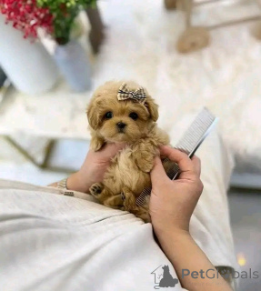 Photo №2 de l'annonce № 138637 de la vente caniche (jouet) - acheter à USA éleveur