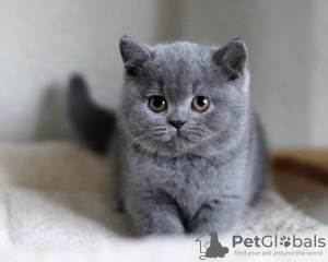 Photo №1. british shorthair - à vendre en ville de Berlin | 100€ | Annonce № 100435