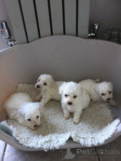 Photo №1. bichon à poil frisé - à vendre en ville de Berne | 350€ | Annonce №172061