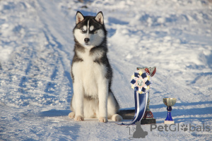 Photo №1. husky de sibérie - à vendre en ville de Samara | 169€ | Annonce №8763