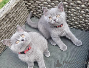 Photo №2 de l'annonce № 166504 de la vente british shorthair - acheter à La finlande annonce privée