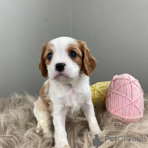 Photo №1. cavalier king charles spaniel - à vendre en ville de Augsbourg | 630€ | Annonce №159304