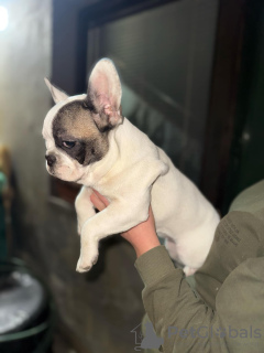 Photo №3. Femelle bouledogue français. Serbie