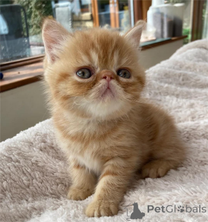 Photo №1. exotic shorthair - à vendre en ville de Dußlingen | 350€ | Annonce № 153861