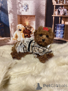 Photo №2 de l'annonce № 135115 de la vente maltipu - acheter à Allemagne annonce privée, de la fourrière, éleveur