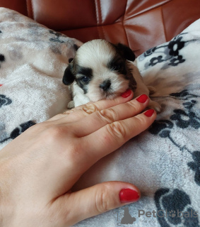 Photo №4. Je vais vendre shih tzu en ville de Wieluń. éleveur - prix - négocié