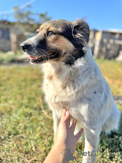 Photo №3. À la recherche d'une maison pour le Père Noël, des chiens d'une âme brillante. Fédération de Russie