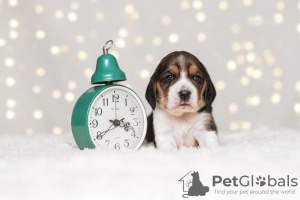 Photo №4. Je vais vendre beagle en ville de Koursk. éleveur - prix - 491€