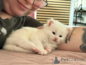 Photo №4. Je vais vendre exotic shorthair en ville de Berlin. éleveur - prix - négocié