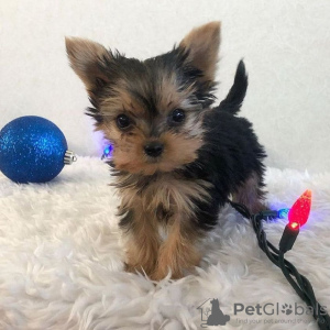 Photo №3. Un petit mâle et une femelle Yorkie à la recherche de leur nouvelle maison.. USA