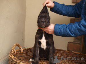 Photo №1. chien bâtard - à vendre en ville de Zrenjanin | 100€ | Annonce №38314